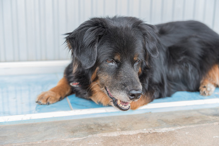 Lonely black dog with sad eyes is laying and waiting someone on outdoorsの写真素材