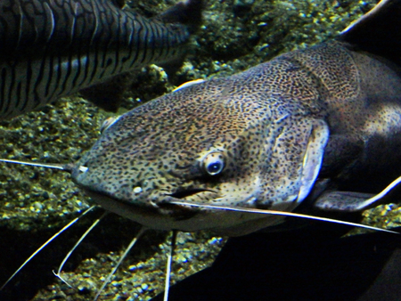 Speckled catfish in aquarium in Phoenix, Arizona.の写真素材