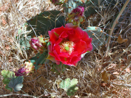 A red chenille prickly pear cactus flower in the desert of Arizona.の写真素材