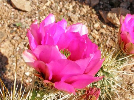 A bright pink hedgehog cactus flower in the desert of Arizona.の写真素材