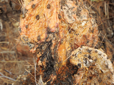 Abstract image of dead and decayed prickly pear cactus pads found on the Apache Trail east of Phoenix, Arizona.の写真素材