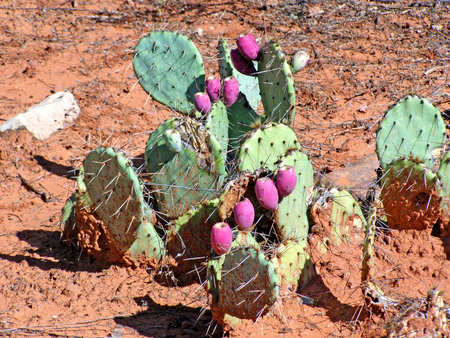 Red prickly pear cactus fruit in Sedona in Arizona.の写真素材