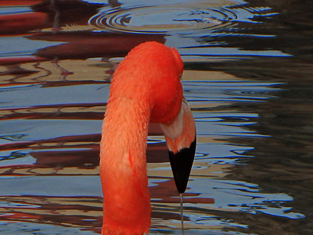 Head of pink flamingo against ripples of water in Phoenix, Arizona.の写真素材