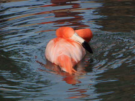 Pink flamingo floating in pool of water in Phoenix, Arizona.の写真素材