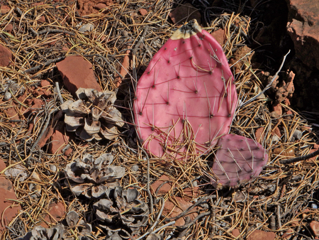Abstract pink decayed pad of prickly pear cactus, pinecones, and pine needles in Sedona, Arizona.の写真素材