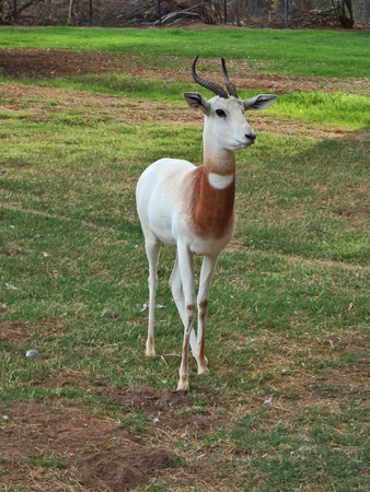 Antelope deer in zoo in Phoenix, Arizona.の写真素材