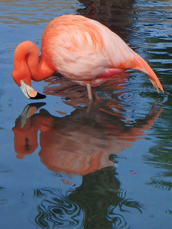 Pink flamingo reflected in blue water in Phoenix, Arizona.の写真素材
