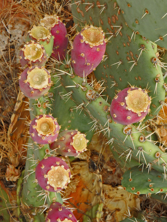 Abstract of red fruit on green prickly pear cactus on the Apache Trail east of Phoenix in Arizona.の写真素材