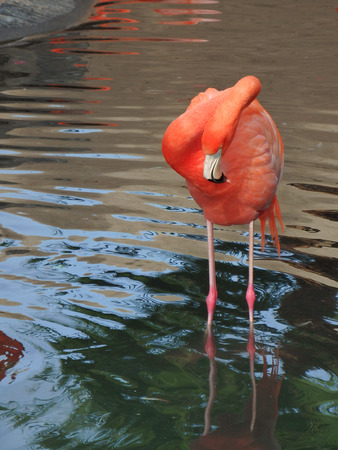 Pink flamingo standing in pond in Phoenix, Arizona.の写真素材