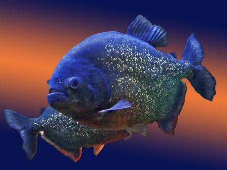 Piranha in aquarium in Phoenix, Arizona.の写真素材