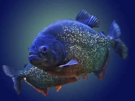 Piranha in aquarium in Phoenix, Arizona.の写真素材