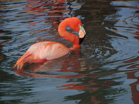 Pink flamingo floating in dark blue pond in Phoenix, Arizona.の写真素材