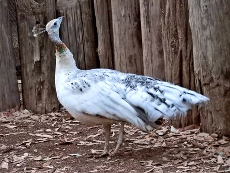 White peacock in zoo in Phoenix, Arizona.の写真素材