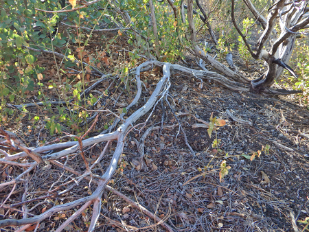 Natural abstract of tree branches on Four Peaks Trail east of Phoenix, Arizona.の写真素材