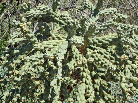 A chain cholla cactus in the desert at Dove Mountain north of Tucson, Arizona.の写真素材