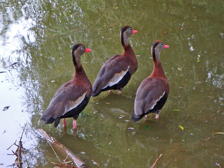 Three ducks in a pond in Phoenix, Arizona.の写真素材