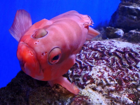 Colorful fish in aquarium in Phoenix, Arizona.の写真素材