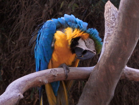 Blue and gold maccaw parrot in Phoenix, Arizona.