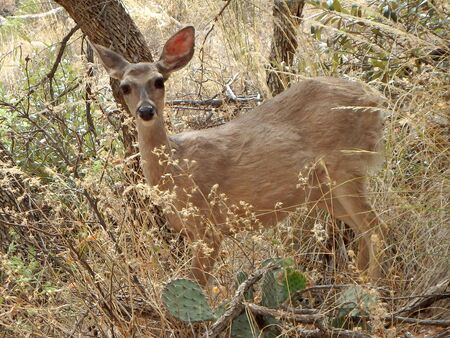 A small mule deer doe by a trail in Chiricahua National Monument in southeast Arizona.の写真素材