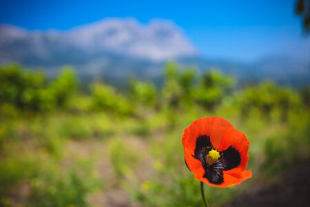 Red single poppy in the green field. Blue sky.の写真素材