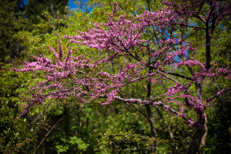 Pink blossoming tree. Mystery close-up photo.の写真素材