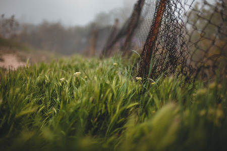 Forgotten iron fence in the green grass. Cloudy day.の写真素材