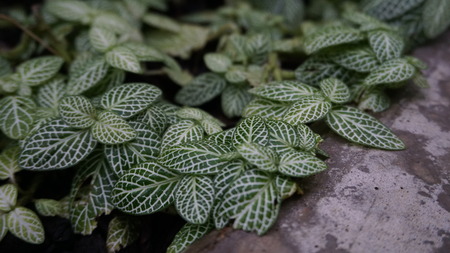 Foliage in front of concreteの写真素材