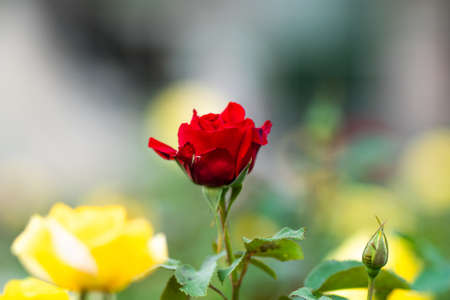 Flower Roseの写真素材