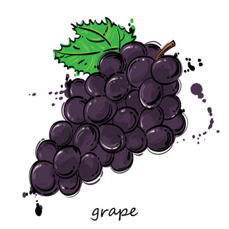 Vector abstract illustration of black grapes. Background for design of cards. menu, poster, banner and other.のイラスト素材