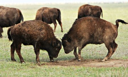 Two wild buffalos fights. Askania-Nova. Ukraineの写真素材