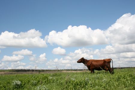 Cow out grazing against deep blue sky の写真素材