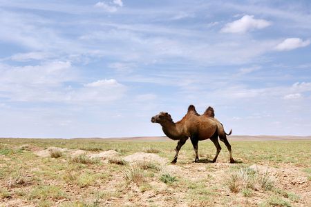 A Bactrian Camel in the Gobi desert of Mongoliaの写真素材