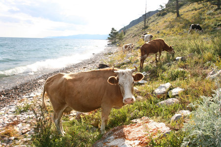 Cows on the coast of Baikal lake 1の写真素材