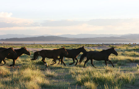 wild horses running through the mongolia prairieの写真素材