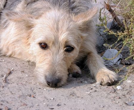 A dog laying down on cement, looking at the camera.          の写真素材