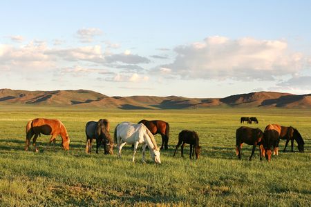 Herd of horses in the mongolian prairieの写真素材