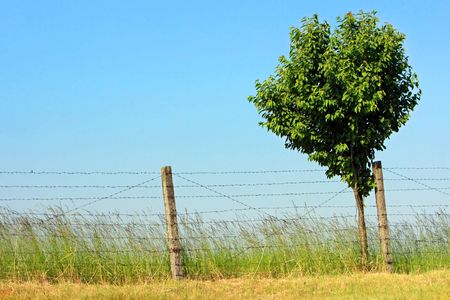 lonely tree under the barbed wireの写真素材