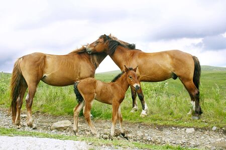 Horses family in the Carpathian Mountainsの写真素材