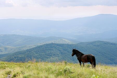 horse in the Carpathian Mountainsの写真素材