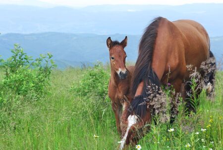 Foalの写真素材