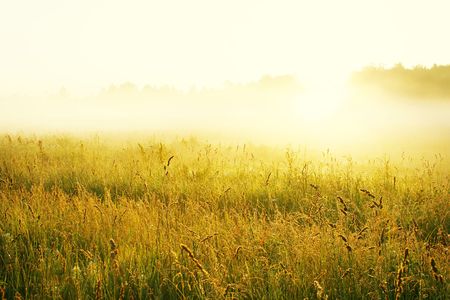 Misty sunrise over grassの写真素材