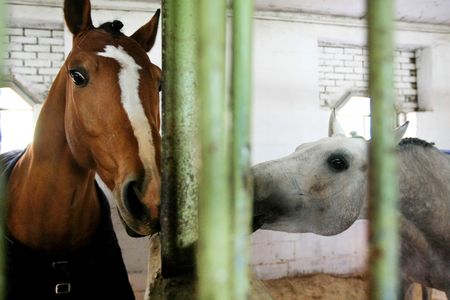 Horse put out her head of a barsの写真素材