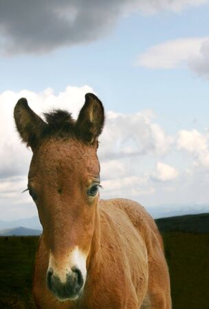 portrait of a foal in front of cloudy skyの写真素材