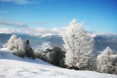 winter landscape with a clouds and a snow-covered treesの写真素材