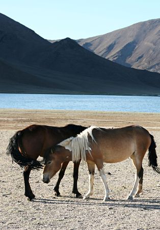  horses in front of lake and mountains. Mongoliaの写真素材