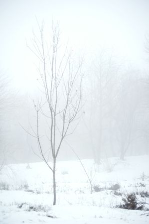  Winter snow park in the foggy dayの写真素材