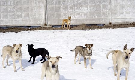 Group of homelessness dogsの写真素材