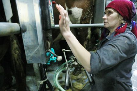 KHERSON REGION, UKRAINE - NOV 4:  Milkmaid  at State enterprise "Doslidnitsky economy" Askaniyskoe " during open doors day on November 04, 2007 in Kherson region, Ukraineのeditorial素材