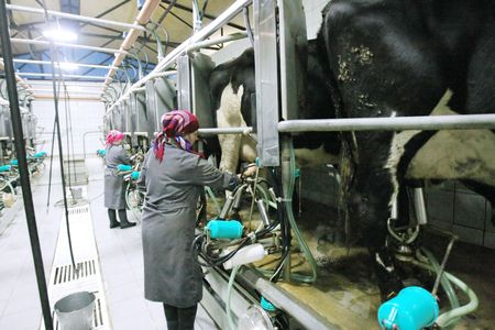KHERSON REGION, UKRAINE - NOV 4:  Milkmaid  at State enterprise "Doslidnitsky economy" Askaniyskoe " during open doors day on November 04, 2007 in Kherson region, Ukraineのeditorial素材