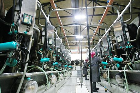 KHERSON REGION, UKRAINE - NOV 4:  Milkmaid  at State enterprise "Doslidnitsky economy" Askaniyskoe " during open doors day on November 04, 2007 in Kherson region, Ukraineのeditorial素材